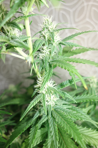Growreport Bild 5