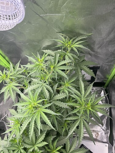 Growreport Bild 31