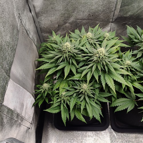 Growreport Bild 12