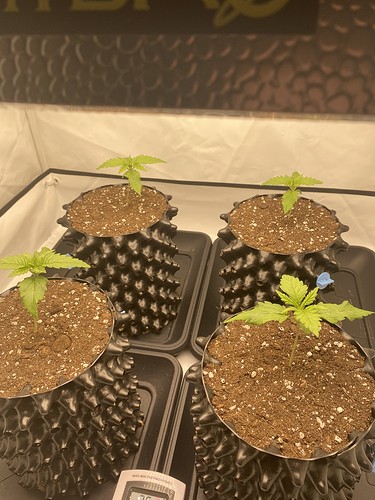 Growreport Bild 8