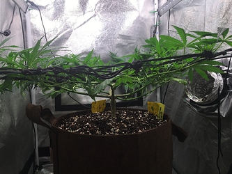 Growreport Bild 13
