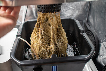 Growreport Bild 6