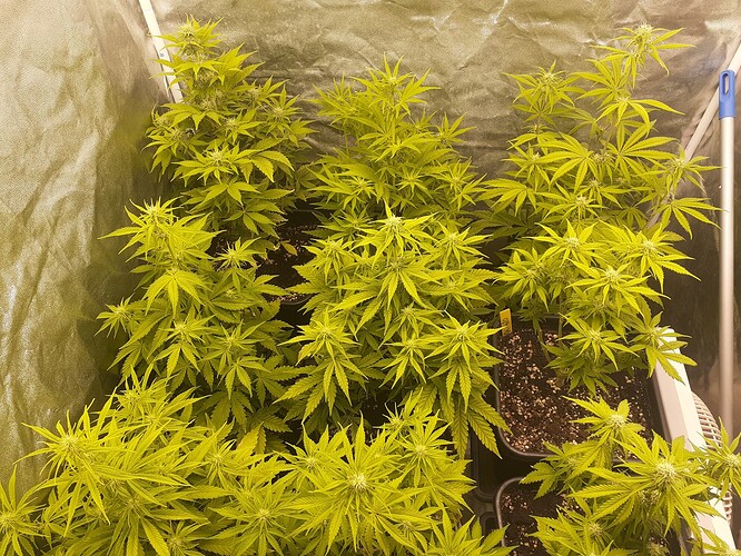 Growreport Bild 9