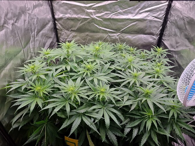 Growreport Bild 23