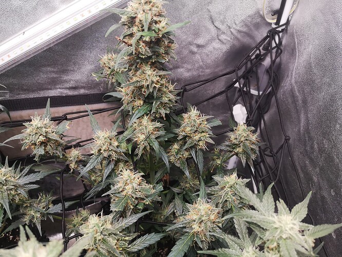 Growreport Bild 4
