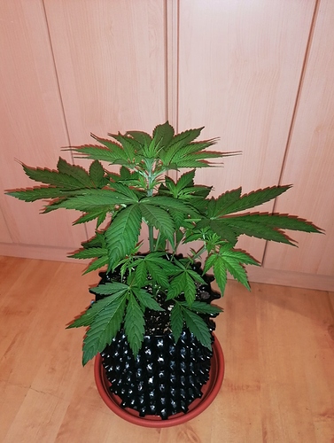 Growreport Bild 3