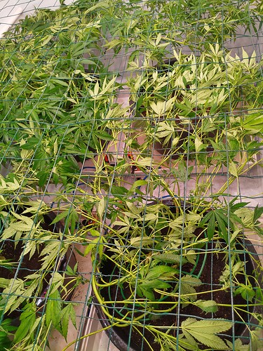 Growreport Bild 9