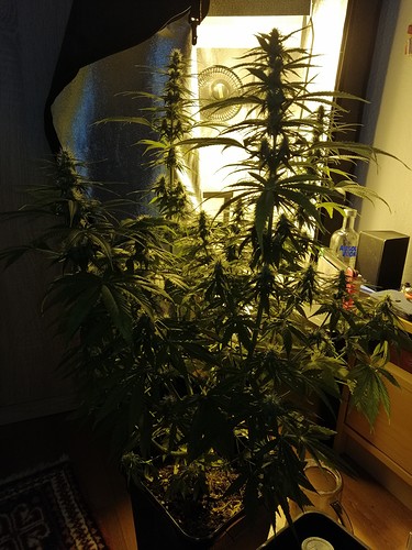 Growreport Bild 12
