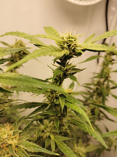 Growreport Bild 16