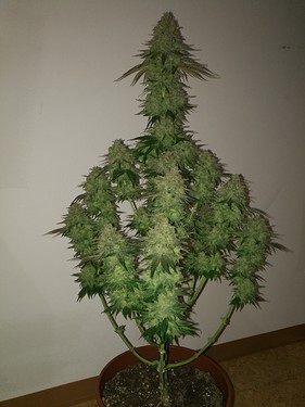 Growreport Bild 34