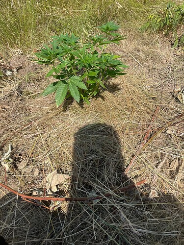 Growreport Bild 5