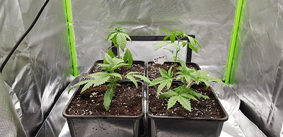 Growreport Bild 7