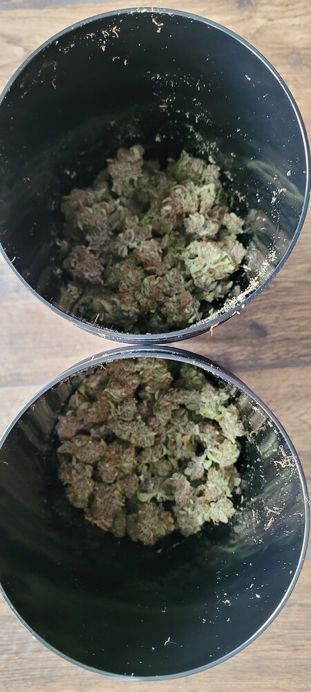 1. große Hafenrundfahrt - 1xBanana Purple Punch Auto - BioTabs & AutoPot