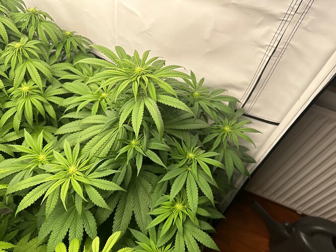 Growreport Bild 4