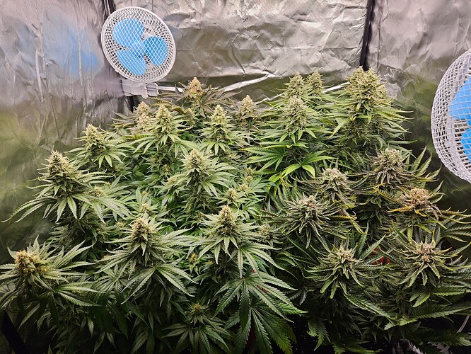Growreport Bild 44