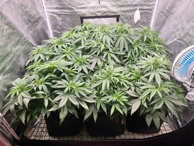 Growreport Bild 40