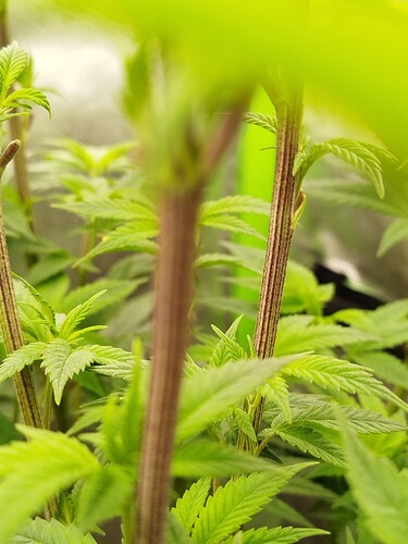 Growreport Bild 13