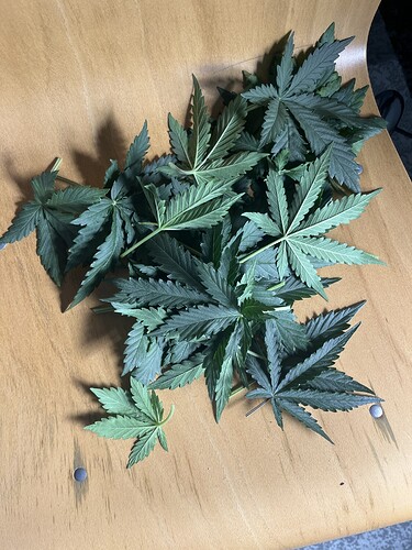 Growreport Bild 22