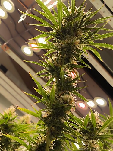 Growreport Bild 8