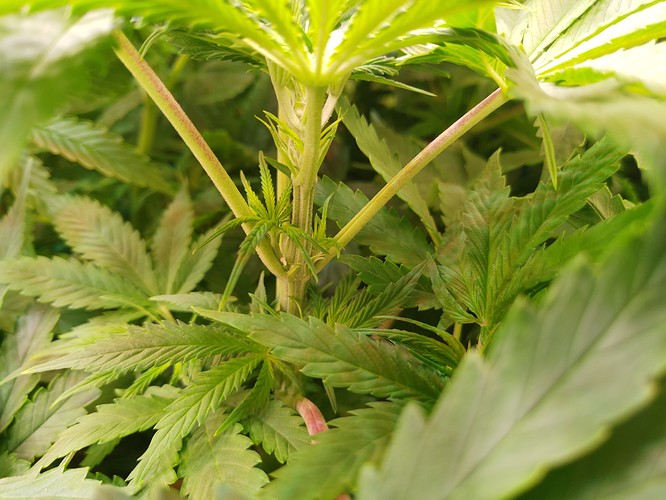 Growreport Bild 7