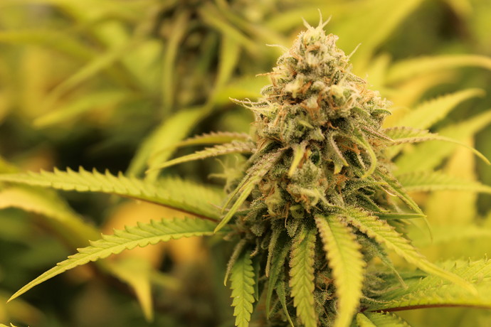 Growreport Bild 3