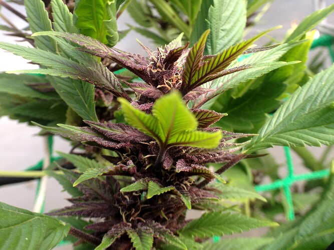 Growreport Bild 5