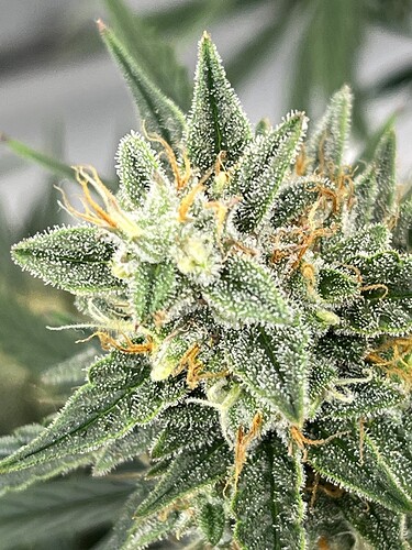 Growreport Bild 11
