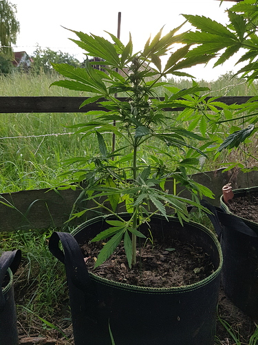 Growreport Bild 1