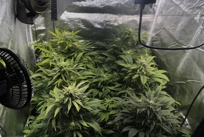 Growreport Bild 4