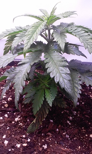Growreport Bild 14