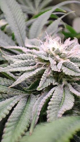 Growreport Bild 23