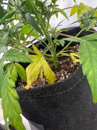 Growreport Bild 8