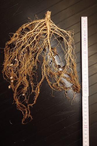 Growreport Bild 18