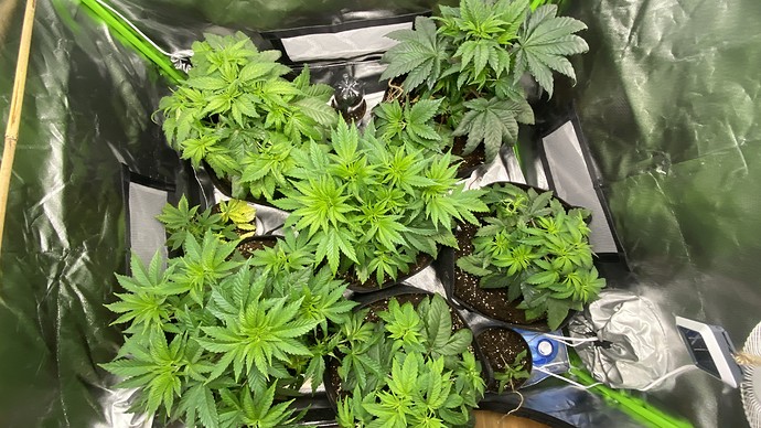 Growreport Bild 25
