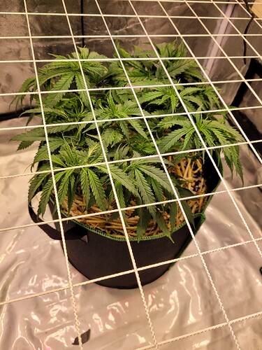 Growreport Bild 6