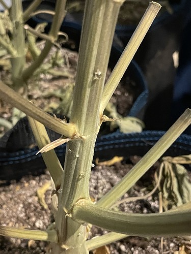 Growreport Bild 22