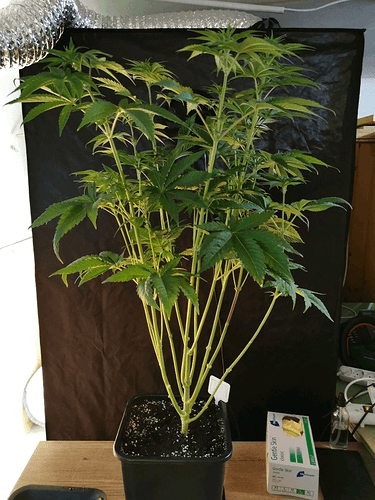 Growreport Bild 19
