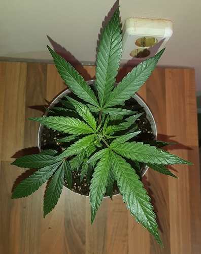 Growreport Bild 11