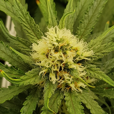 Growreport Bild 5
