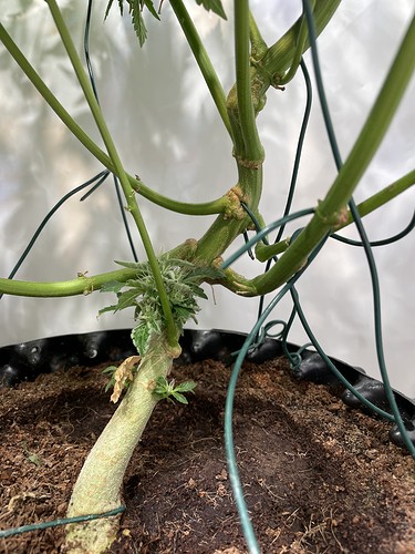 Growreport Bild 17