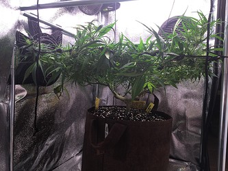 Growreport Bild 4