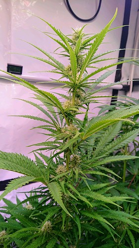 Growreport Bild 9