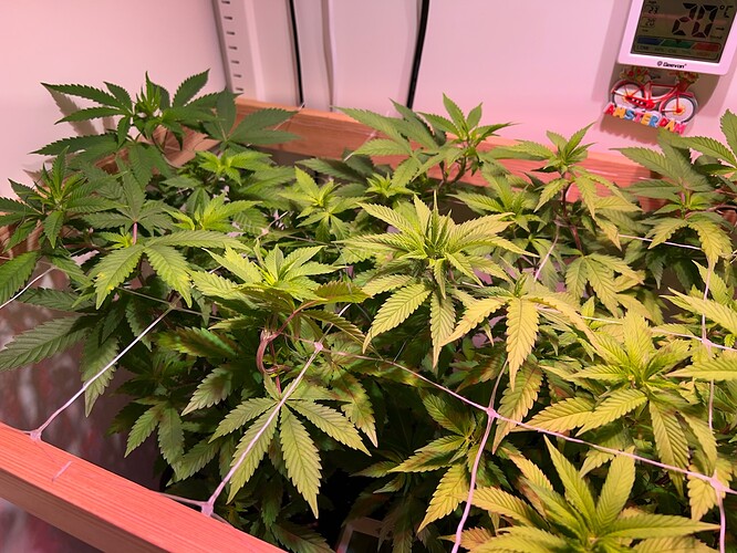 Growreport Bild 2