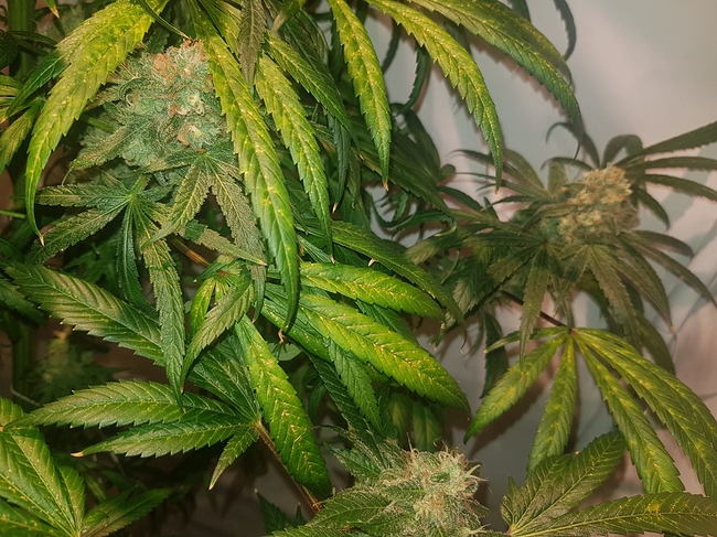Growreport Bild 8