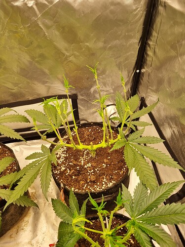 Growreport Bild 58