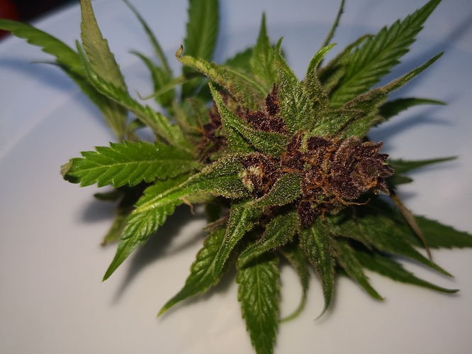 Growreport Bild 22