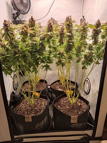Growreport Bild 3