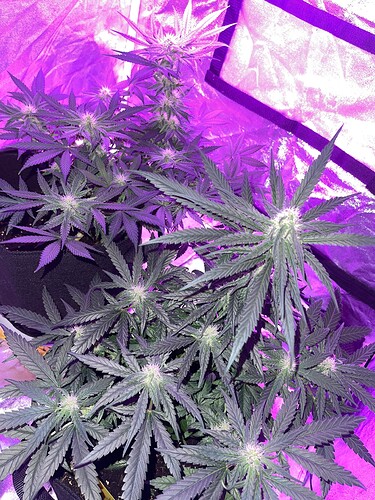 Growreport Bild 6