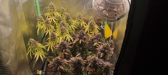 Growreport Bild 7