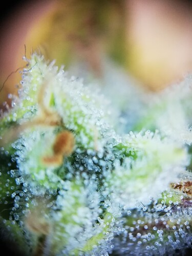 GG#1_240104-5